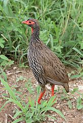 Red-necked Francolin